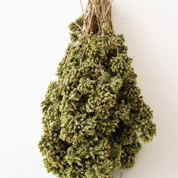 Oregano, Premium