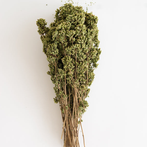 Oregano, Premium