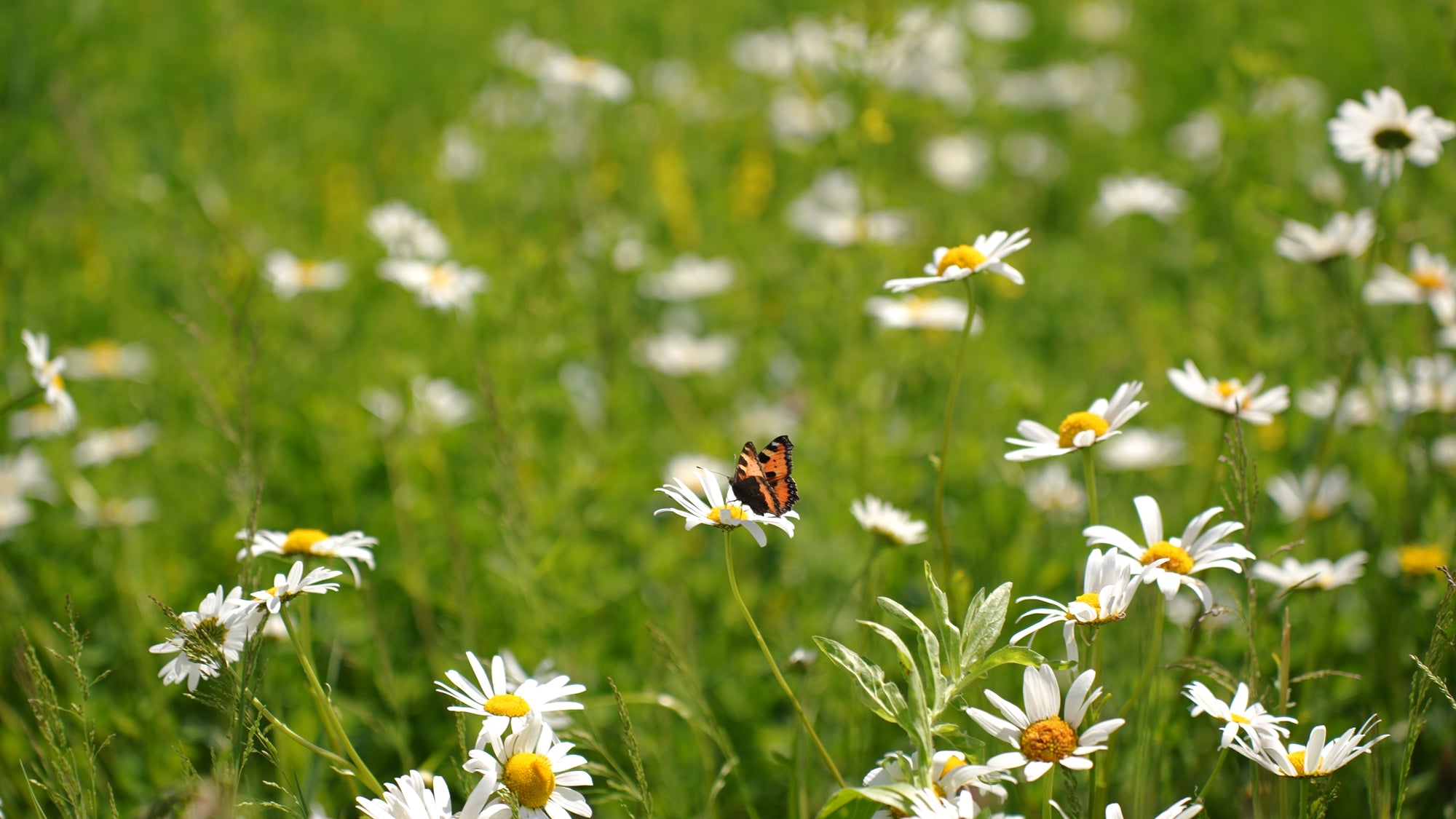 BeeWild, Artenschutz Saatgut