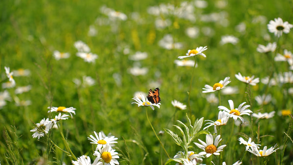 BeeWild, Artenschutz Saatgut