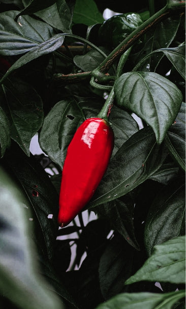 Hot and spicy